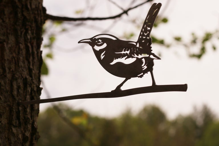 Carolina Wren