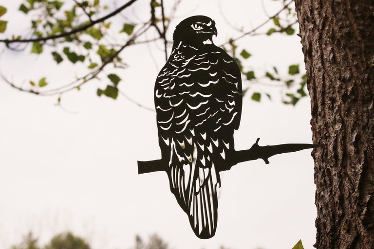 Red Tailed Hawk