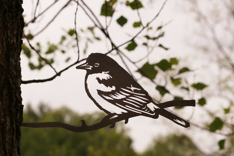 Baltimore Oriole