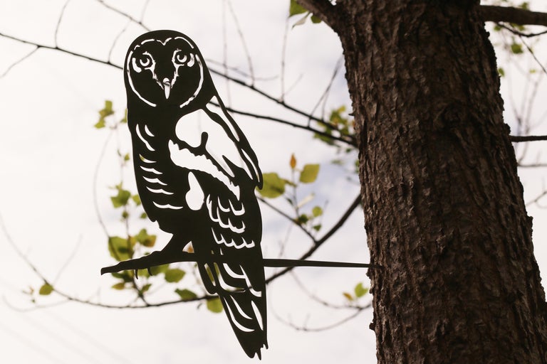 Barred Owl